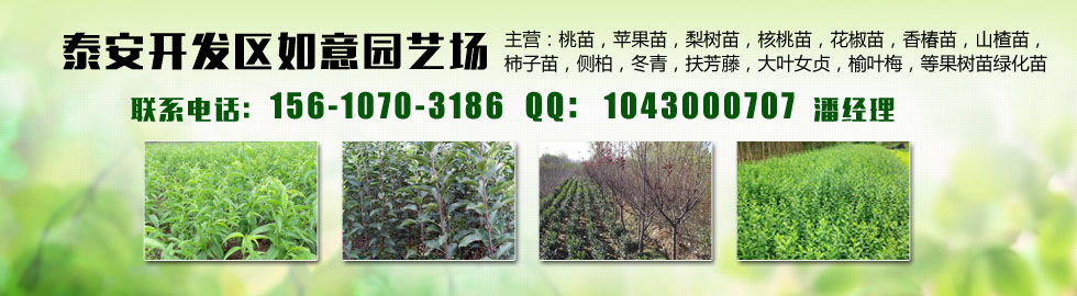 苹果苗