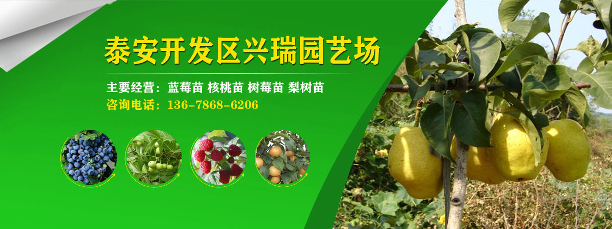 蓝莓苗