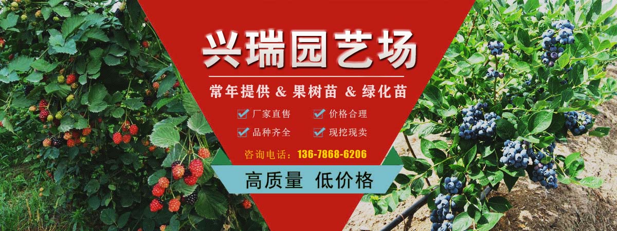 蓝莓苗